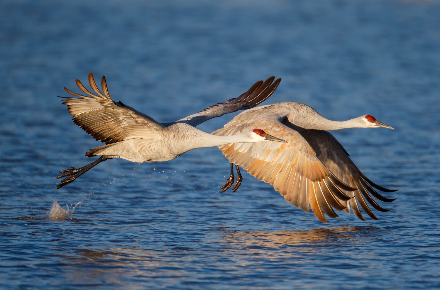 Gaurav Mittal - Bird Photography 